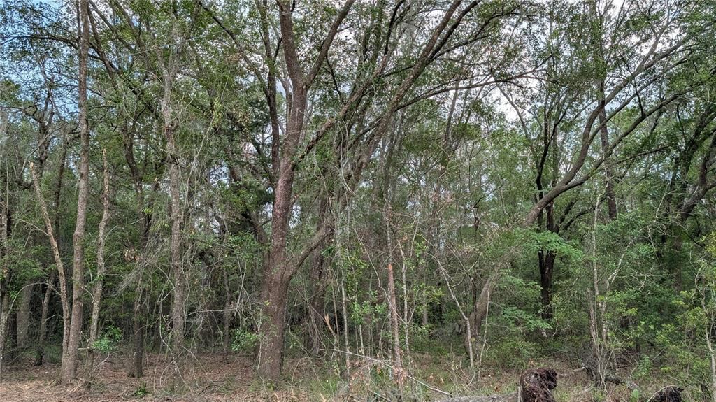 For Sale: $242,000 (22.00 acres)