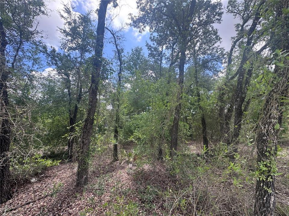 Active With Contract: $6,000 (0.23 acres)