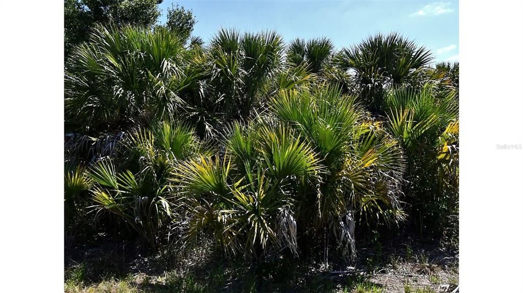 En Venta: $11,000 (0.23 acres)