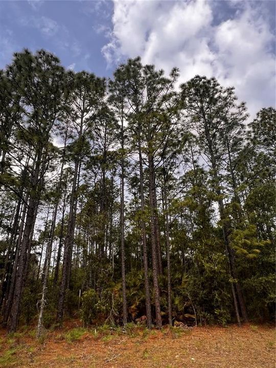 En Venta: $20,000 (0.22 acres)