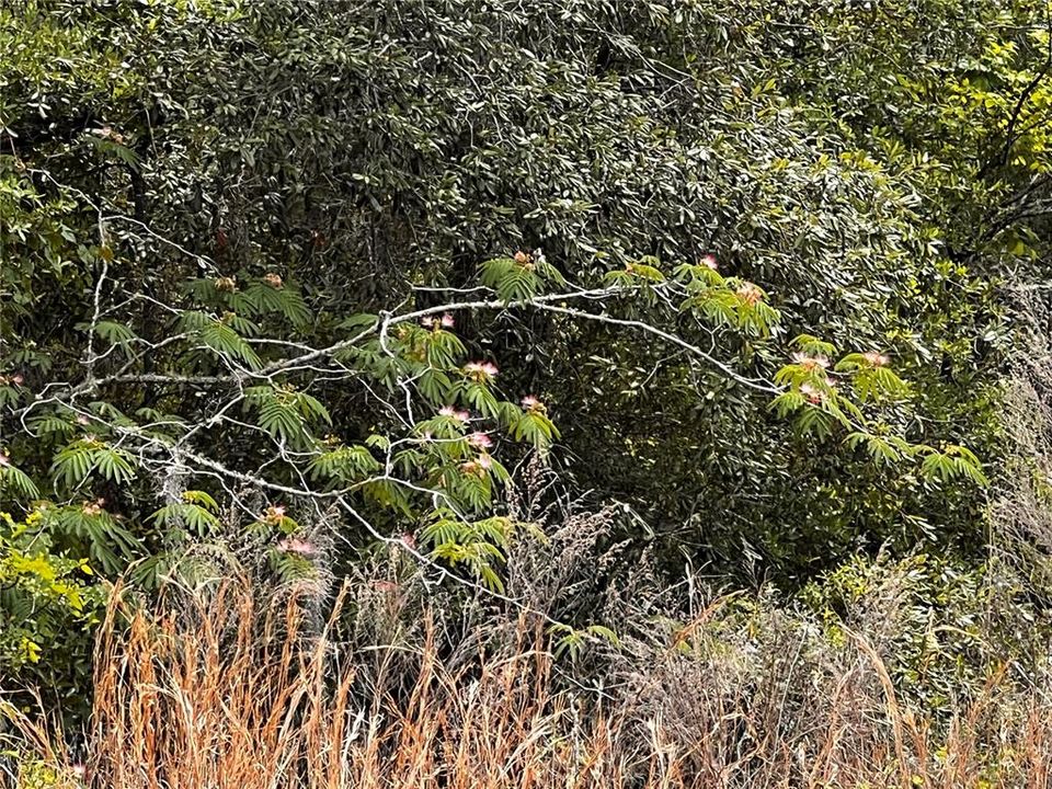 En Venta: $20,000 (0.22 acres)