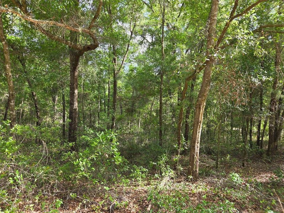 For Sale: $19,000 (1.25 acres)