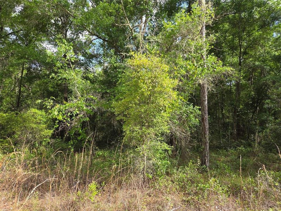 For Sale: $19,000 (1.25 acres)