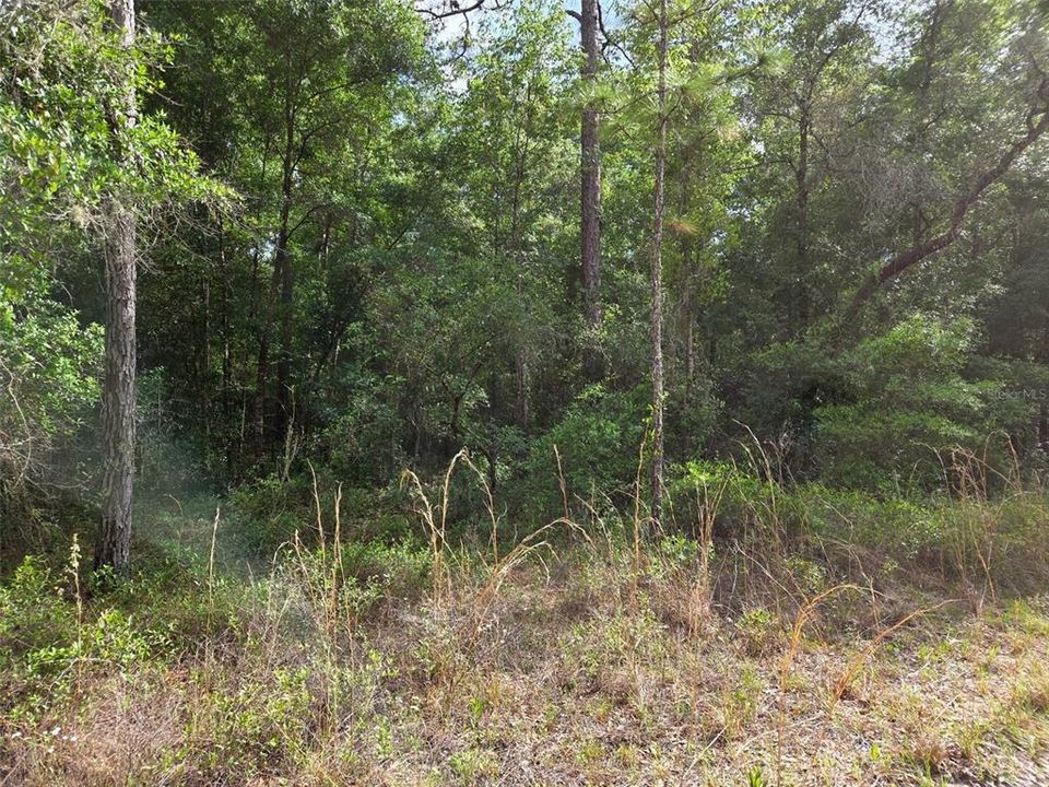 For Sale: $19,000 (1.25 acres)