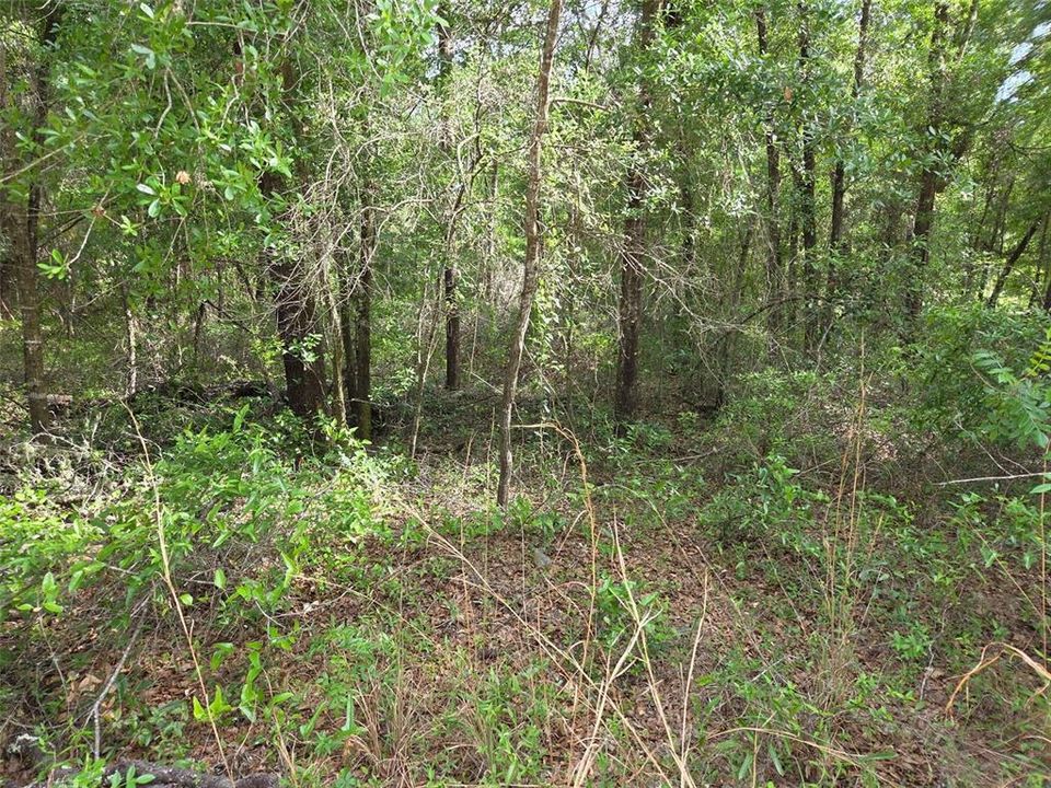 For Sale: $19,000 (1.25 acres)