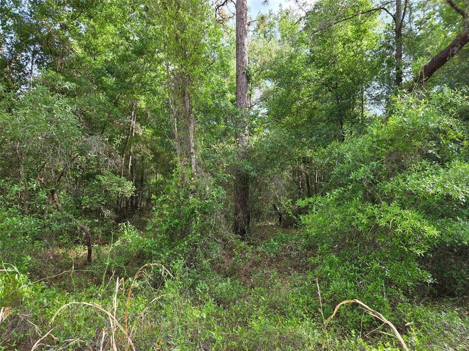 For Sale: $19,000 (1.25 acres)