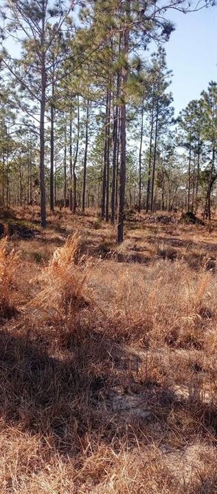 待售: $16,000 (0.23 acres)