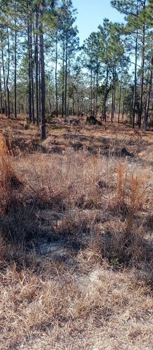 待售: $16,000 (0.23 acres)
