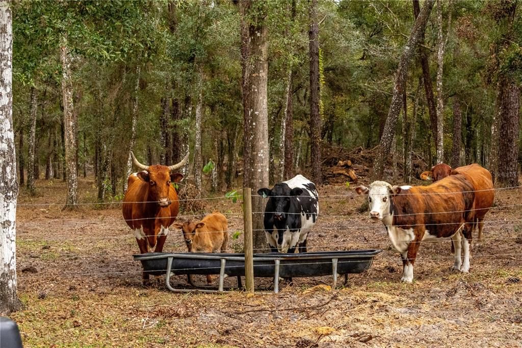 For Sale: $895,000 (7.30 acres)