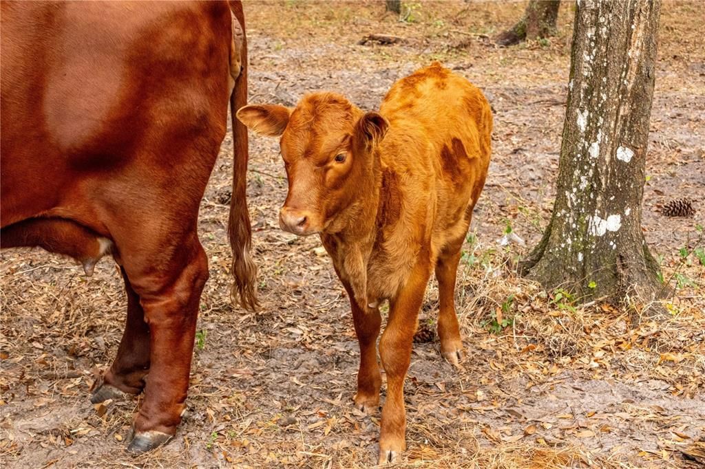 For Sale: $895,000 (7.30 acres)
