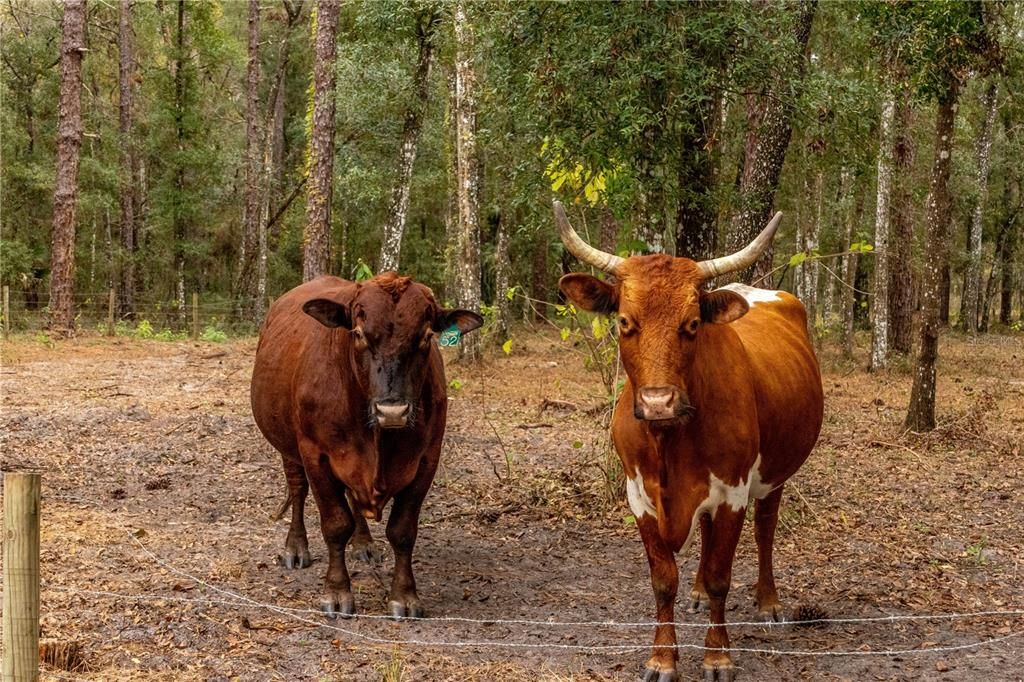 For Sale: $895,000 (7.30 acres)
