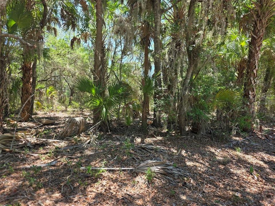 For Sale: $40,000 (1.00 acres)
