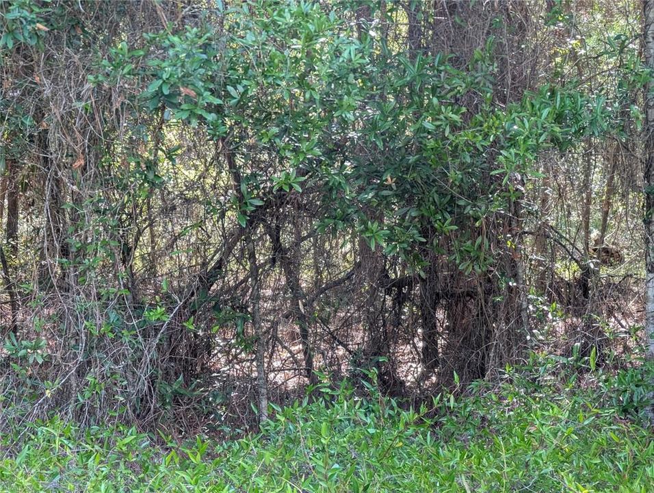 For Sale: $39,900 (0.72 acres)