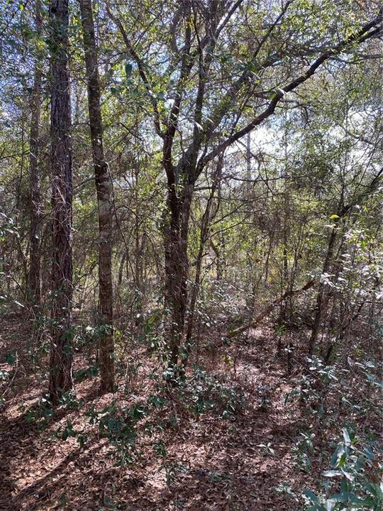 На продажу: $18,000 (0.24 acres)