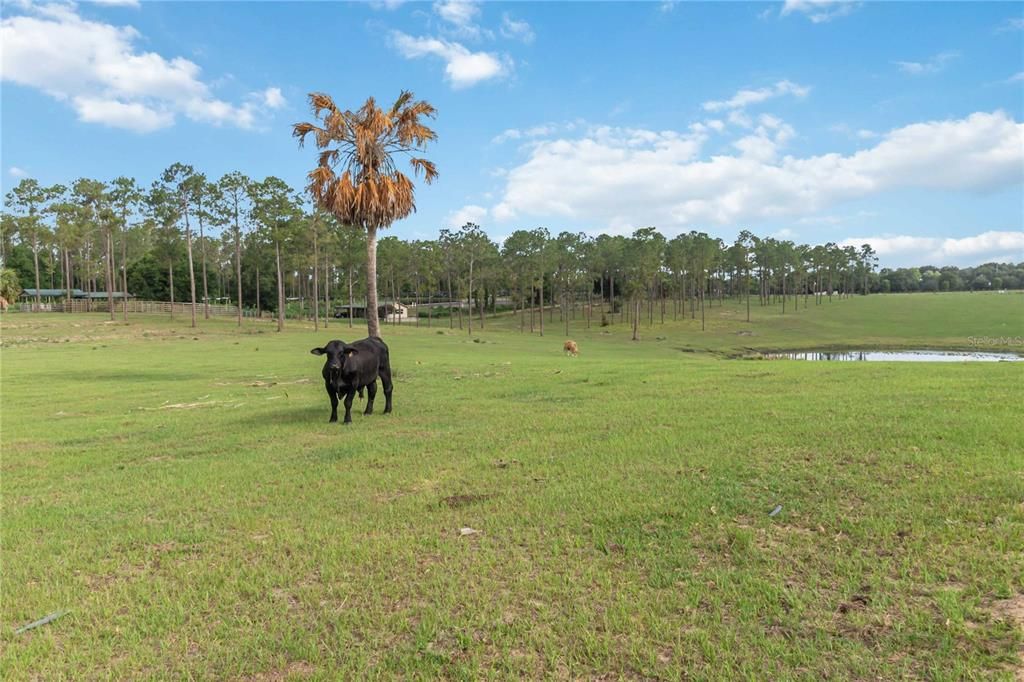 For Sale: $1,500,000 (20.54 acres)