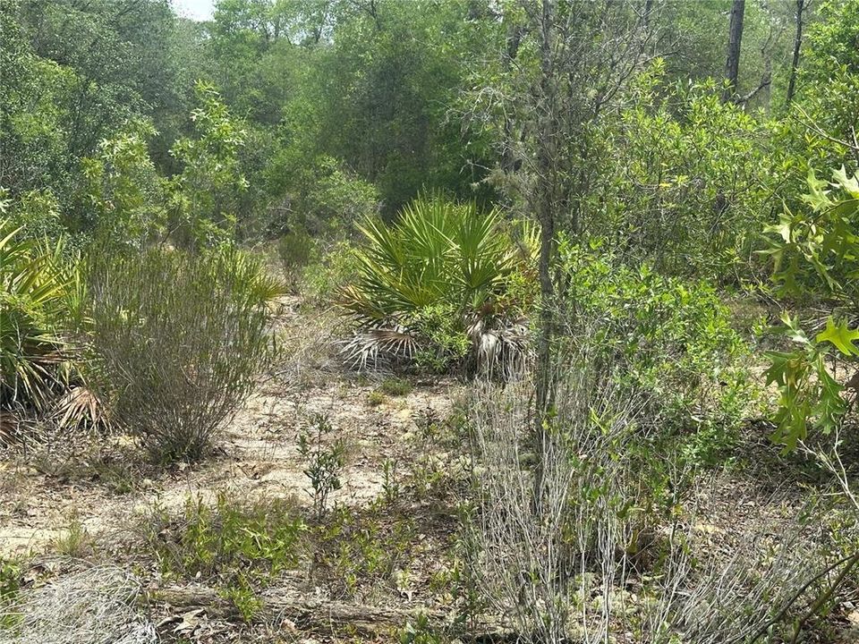 For Sale: $27,999 (0.53 acres)