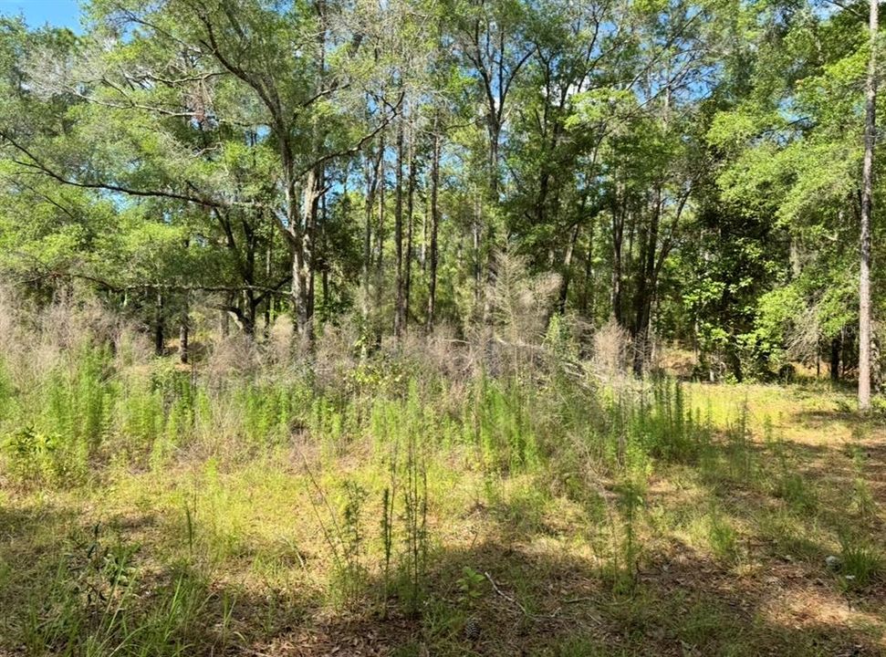 En Venta: $49,000 (0.51 acres)