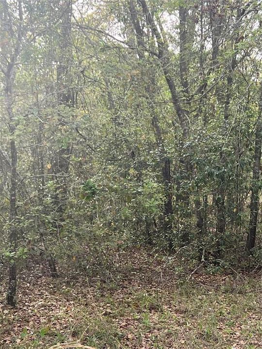 На продажу: $25,000 (1.25 acres)