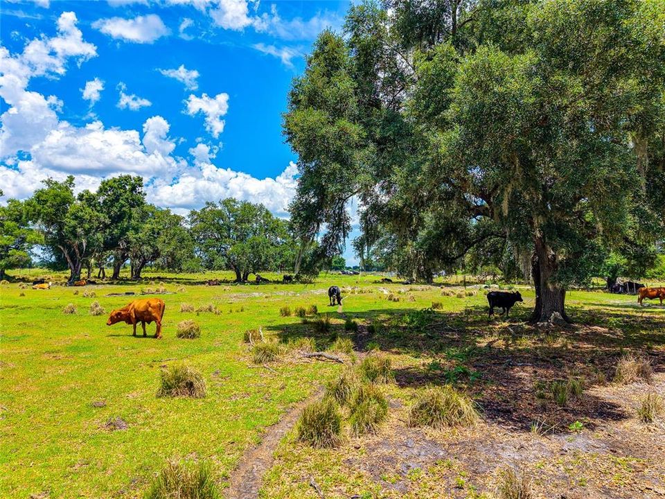 For Sale: $1,100,000 (80.00 acres)