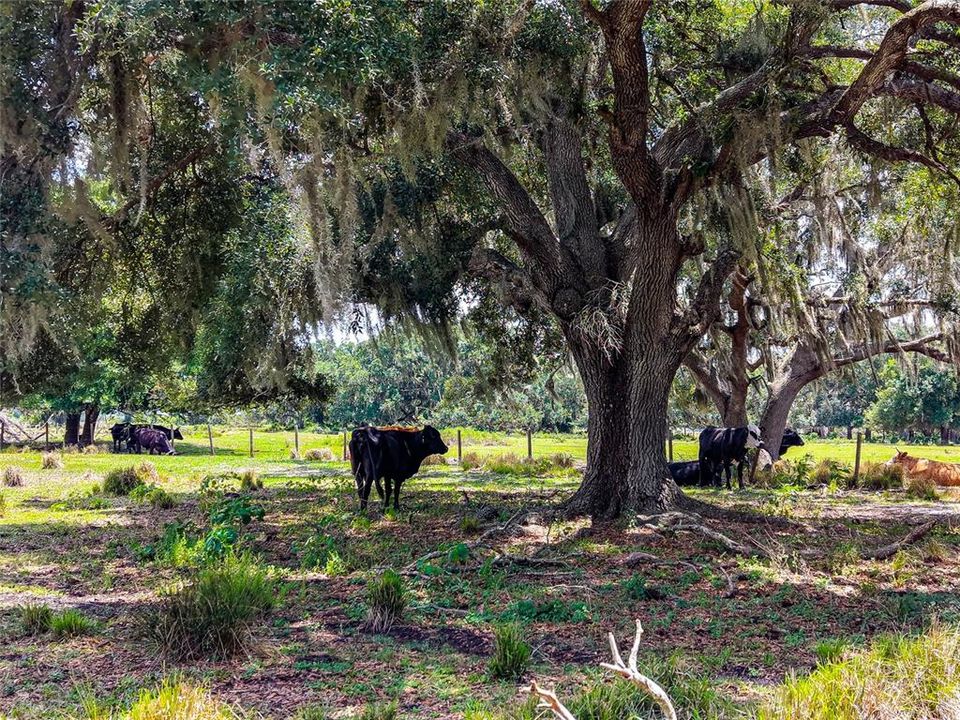 For Sale: $1,100,000 (80.00 acres)