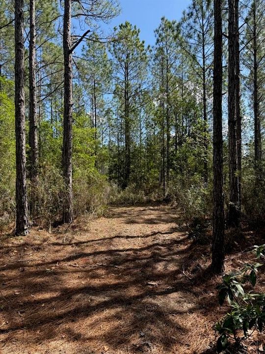 For Sale: $162,900 (5.89 acres)