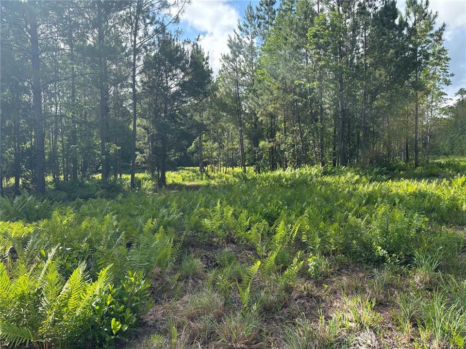 En Venta: $187,000 (17.94 acres)