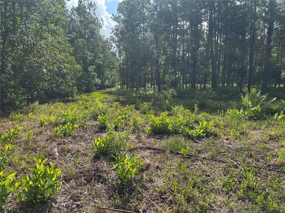 En Venta: $187,000 (17.94 acres)