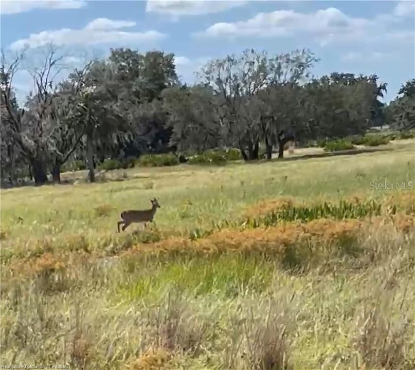 For Sale: $1,800,000 (109.47 acres)