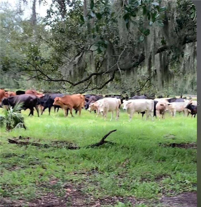For Sale: $1,800,000 (109.47 acres)