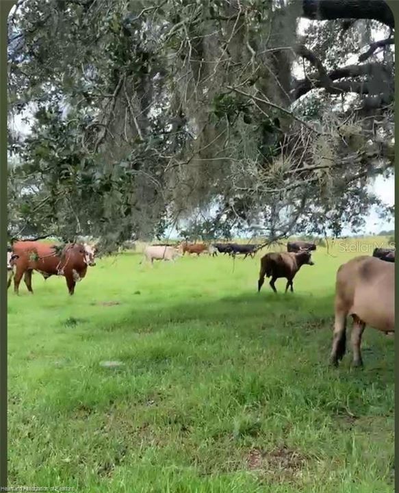 For Sale: $1,800,000 (109.47 acres)