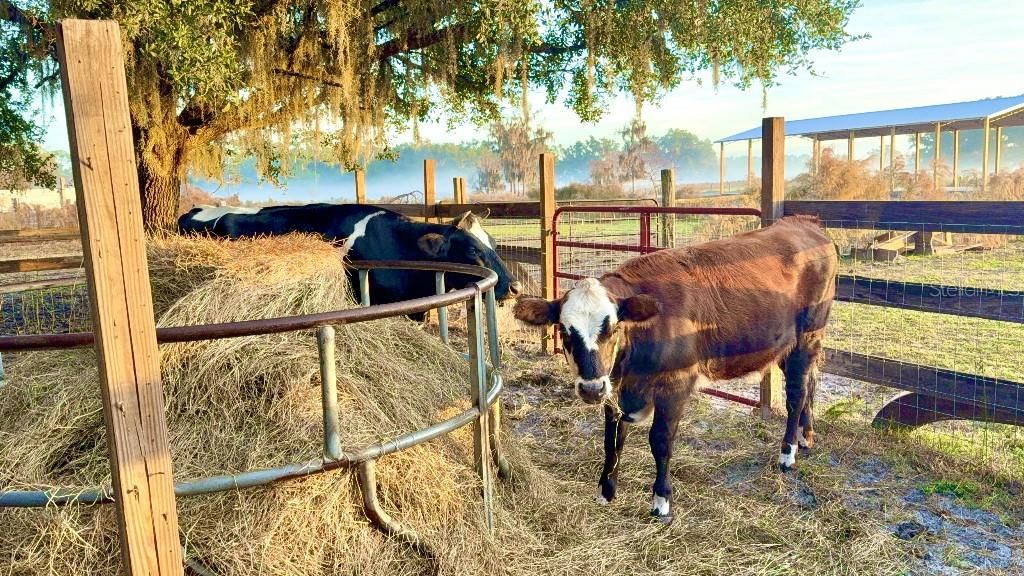 En Venta: $825,000 (11.00 acres)