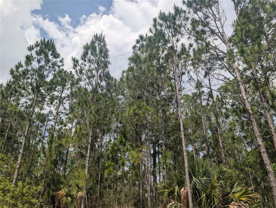 For Sale: $80,000 (0.50 acres)