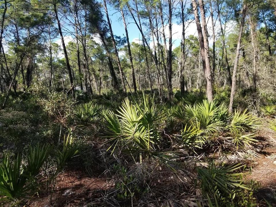 En Venta: $12,000 (0.23 acres)