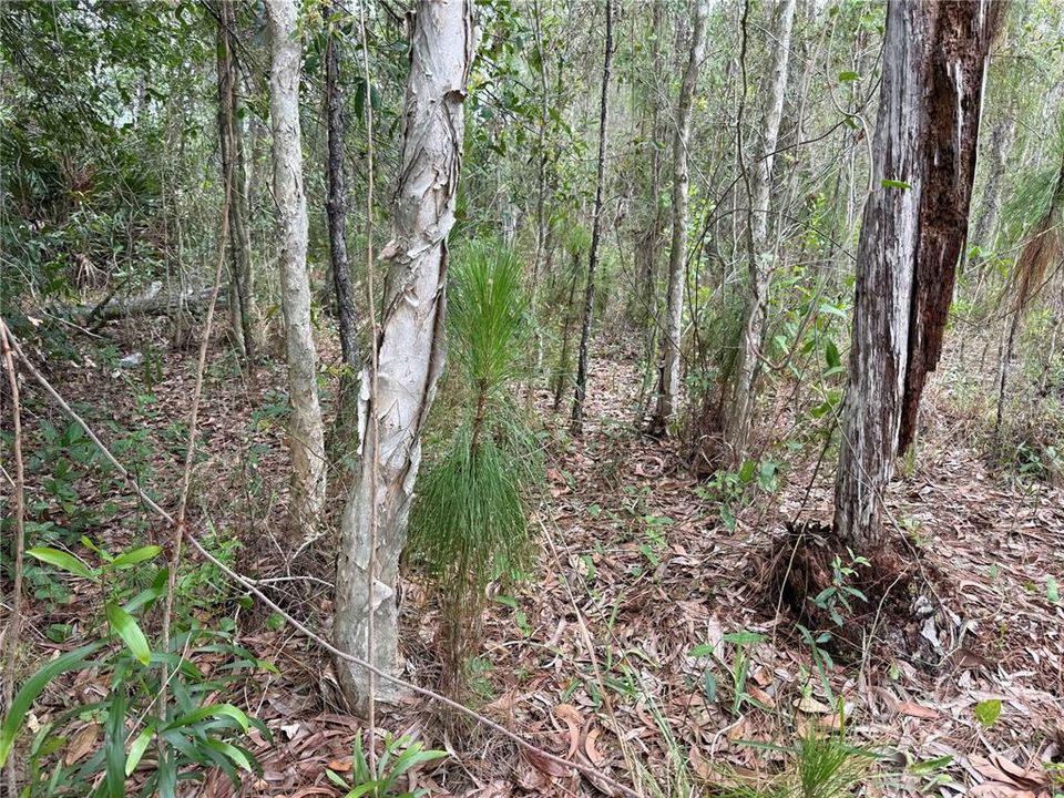 待售: $39,900 (0.50 acres)