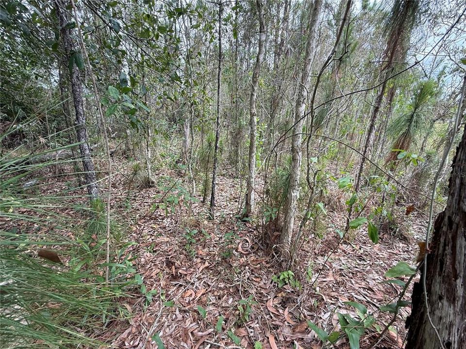 待售: $39,900 (0.50 acres)