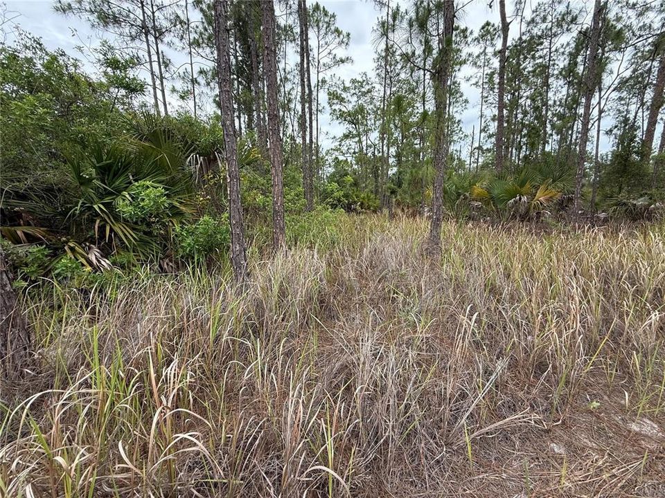For Sale: $25,900 (0.25 acres)