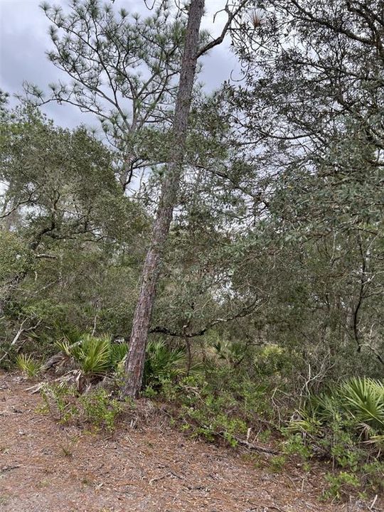 En Venta: $15,000 (0.25 acres)