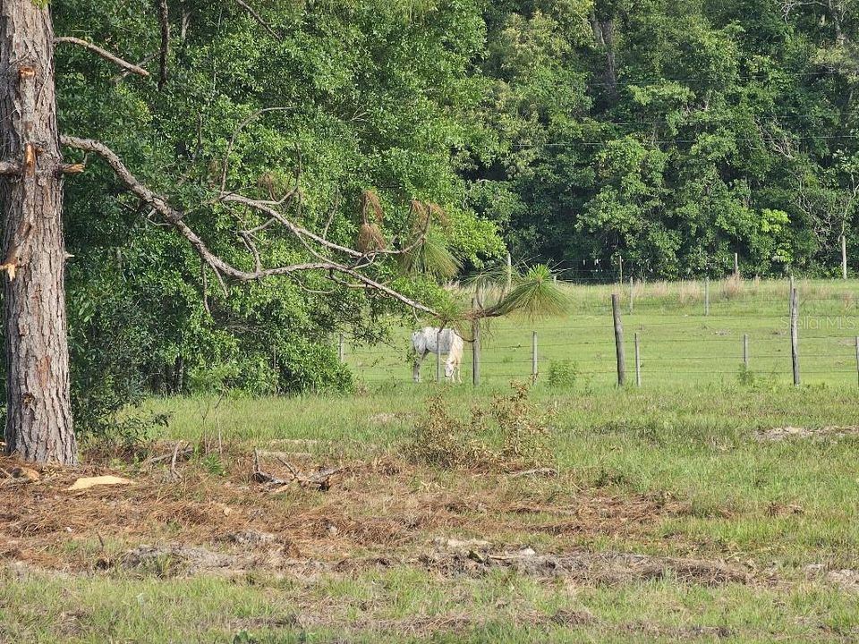 For Sale: $150,000 (10.01 acres)
