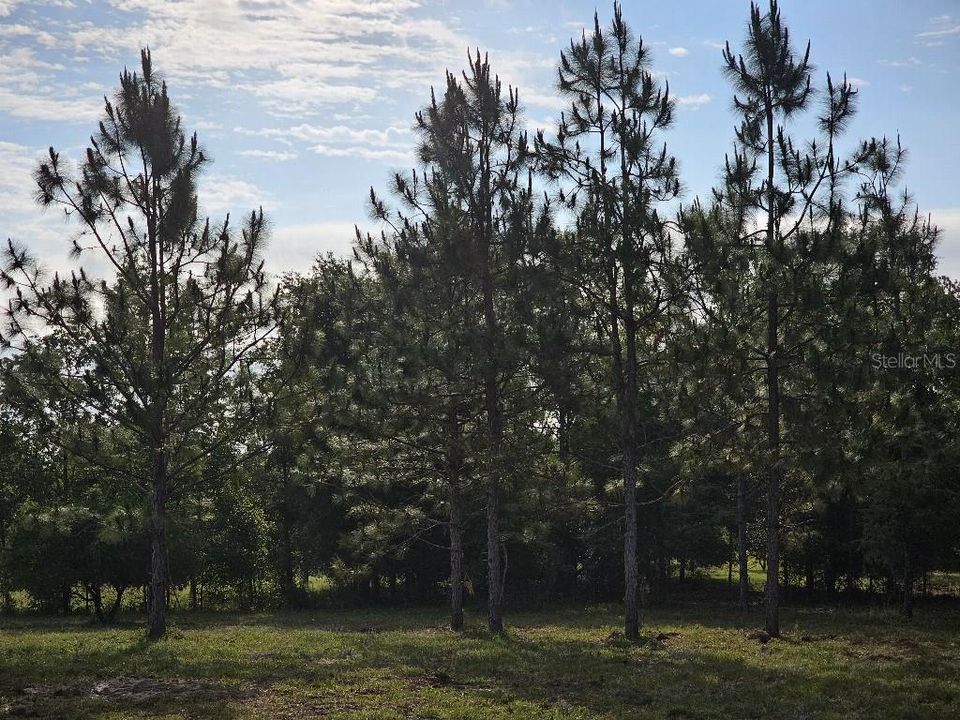 For Sale: $150,000 (10.01 acres)