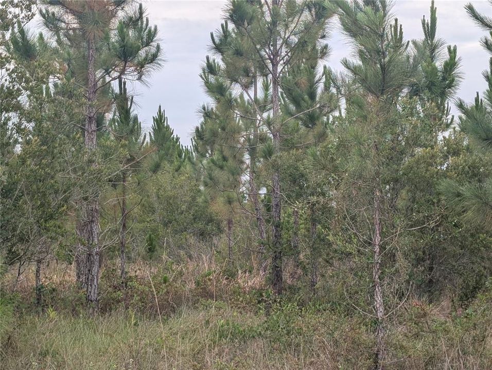 En Venta: $15,000 (0.50 acres)