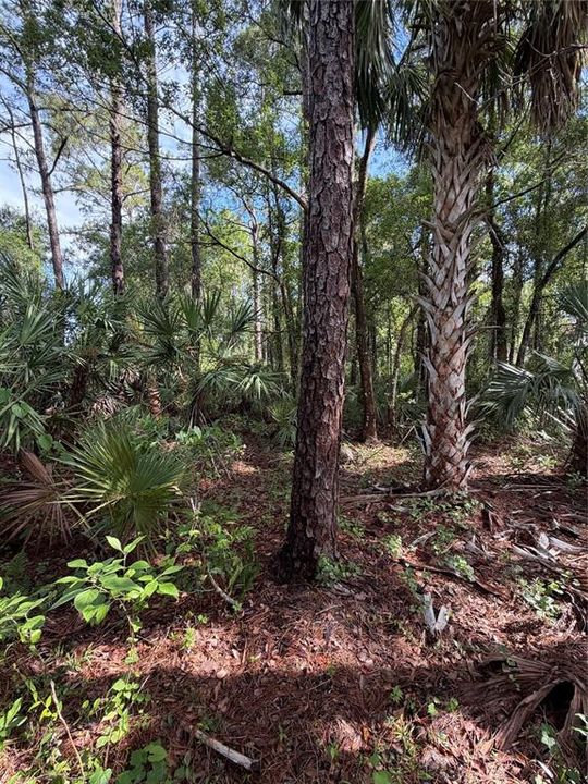 For Sale: $127,500 (1.21 acres)