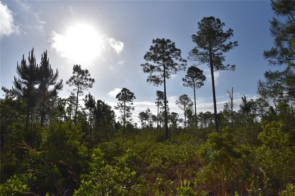For Sale: $69,900 (7.84 acres)