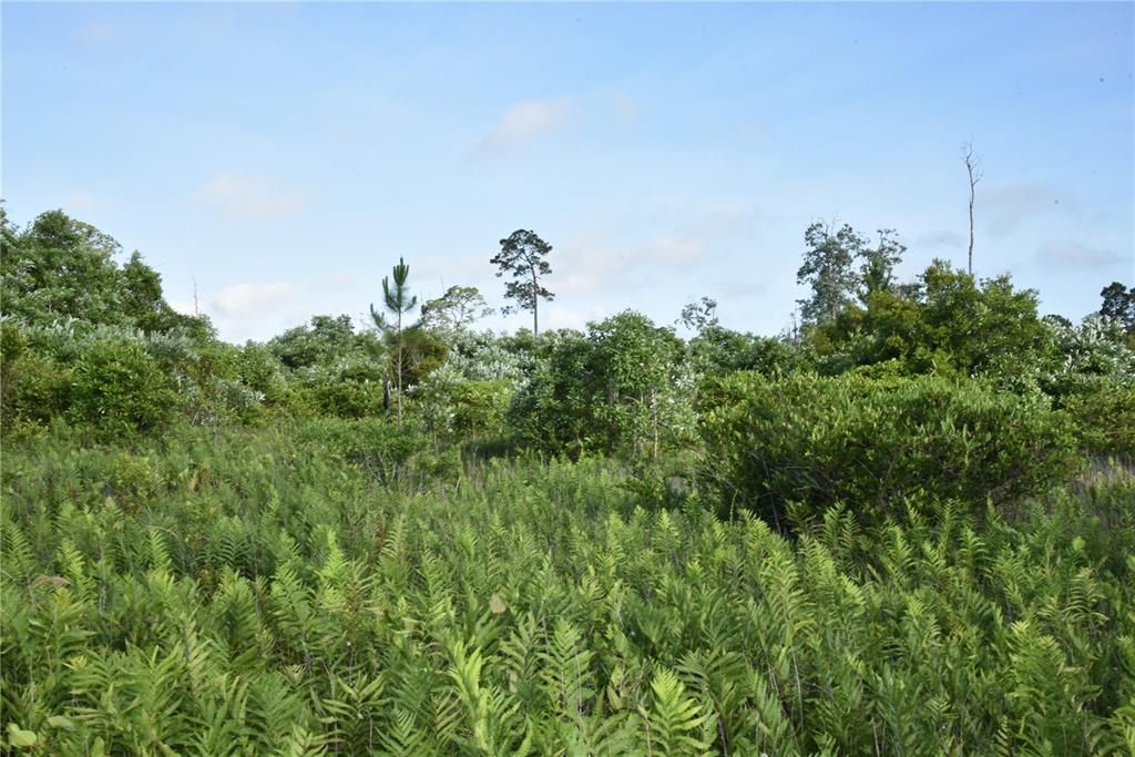 For Sale: $69,900 (7.84 acres)