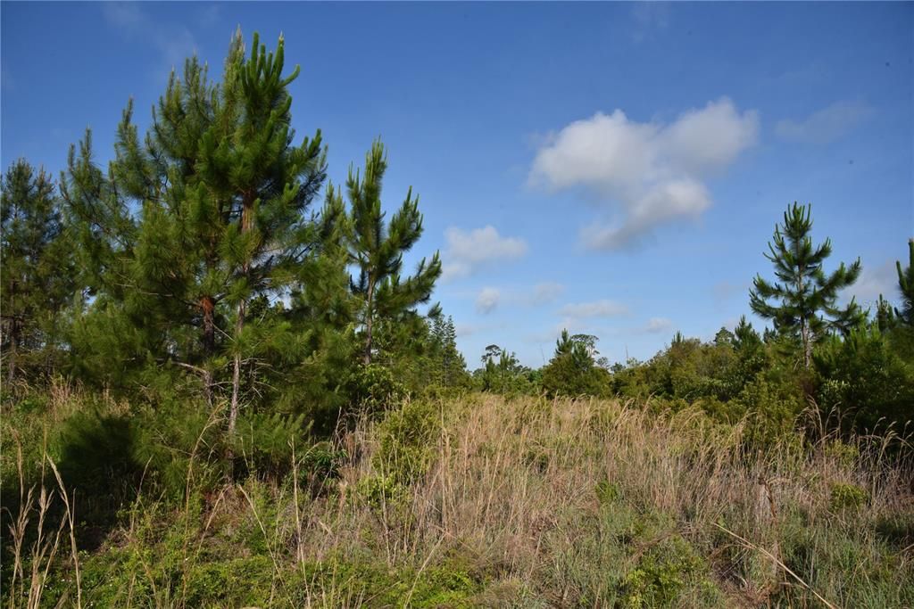 For Sale: $69,900 (7.84 acres)