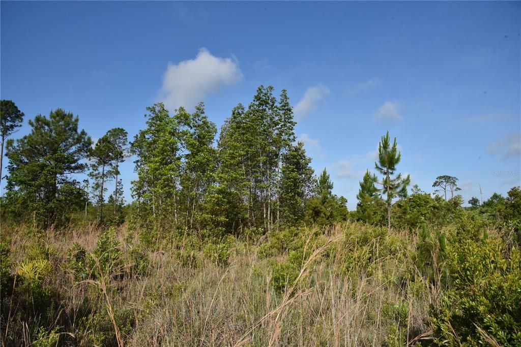 For Sale: $69,900 (7.84 acres)
