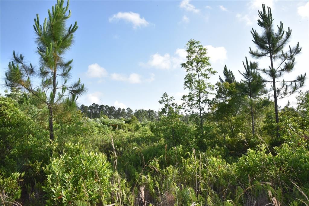 For Sale: $69,900 (7.84 acres)