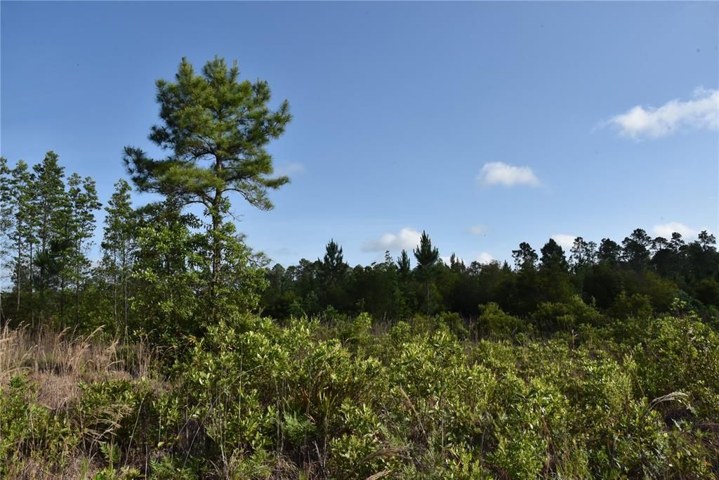 For Sale: $69,900 (7.84 acres)
