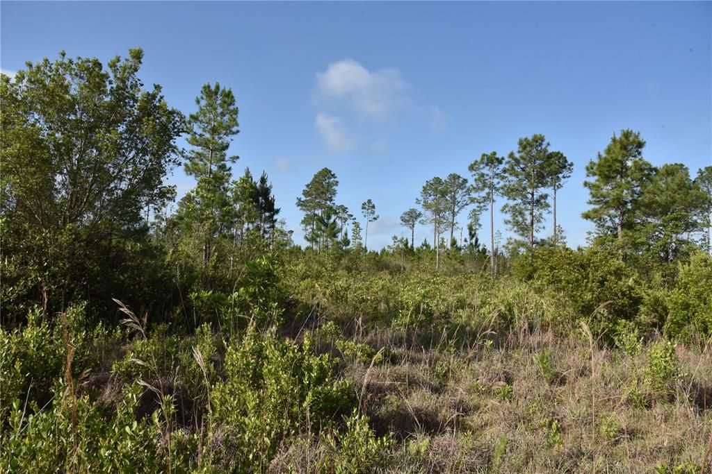 For Sale: $69,900 (7.84 acres)