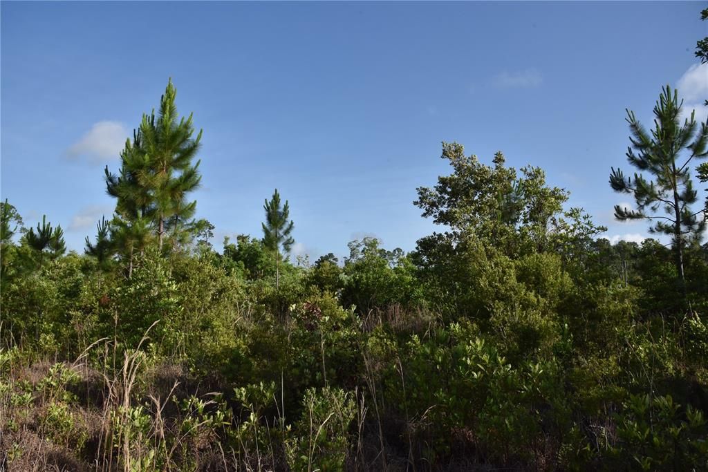 For Sale: $69,900 (7.84 acres)