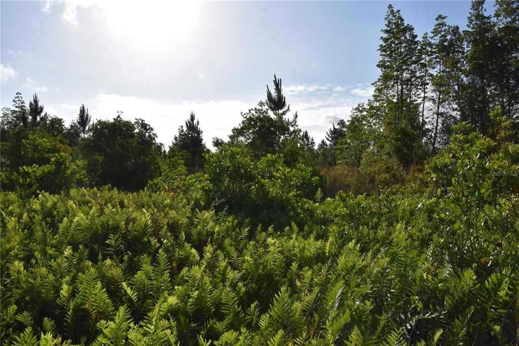 For Sale: $69,900 (7.84 acres)